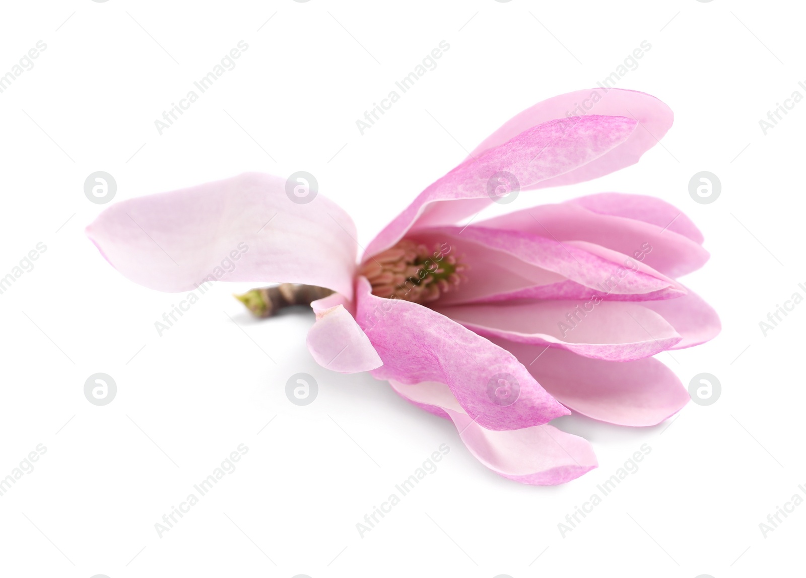 Photo of Beautiful pink magnolia flower isolated on white