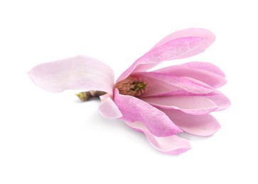 Beautiful pink magnolia flower isolated on white