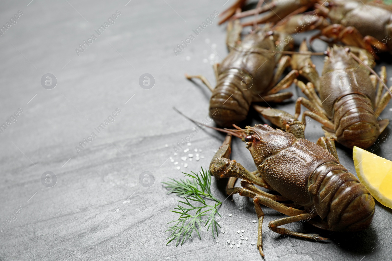 Photo of Fresh raw crayfishes with dill, salt and lemon on grey table. Space for text