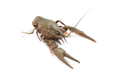 Photo of Fresh raw crayfish isolated on white. Healthy seafood