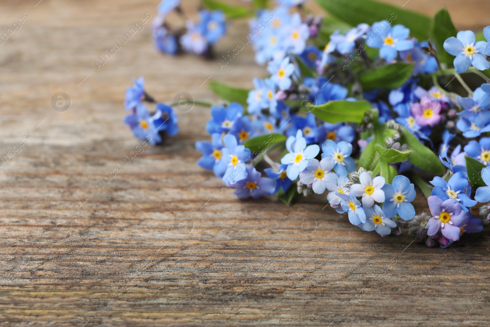 Photo of Beautiful forget-me-not flowers on wooden background, space for text