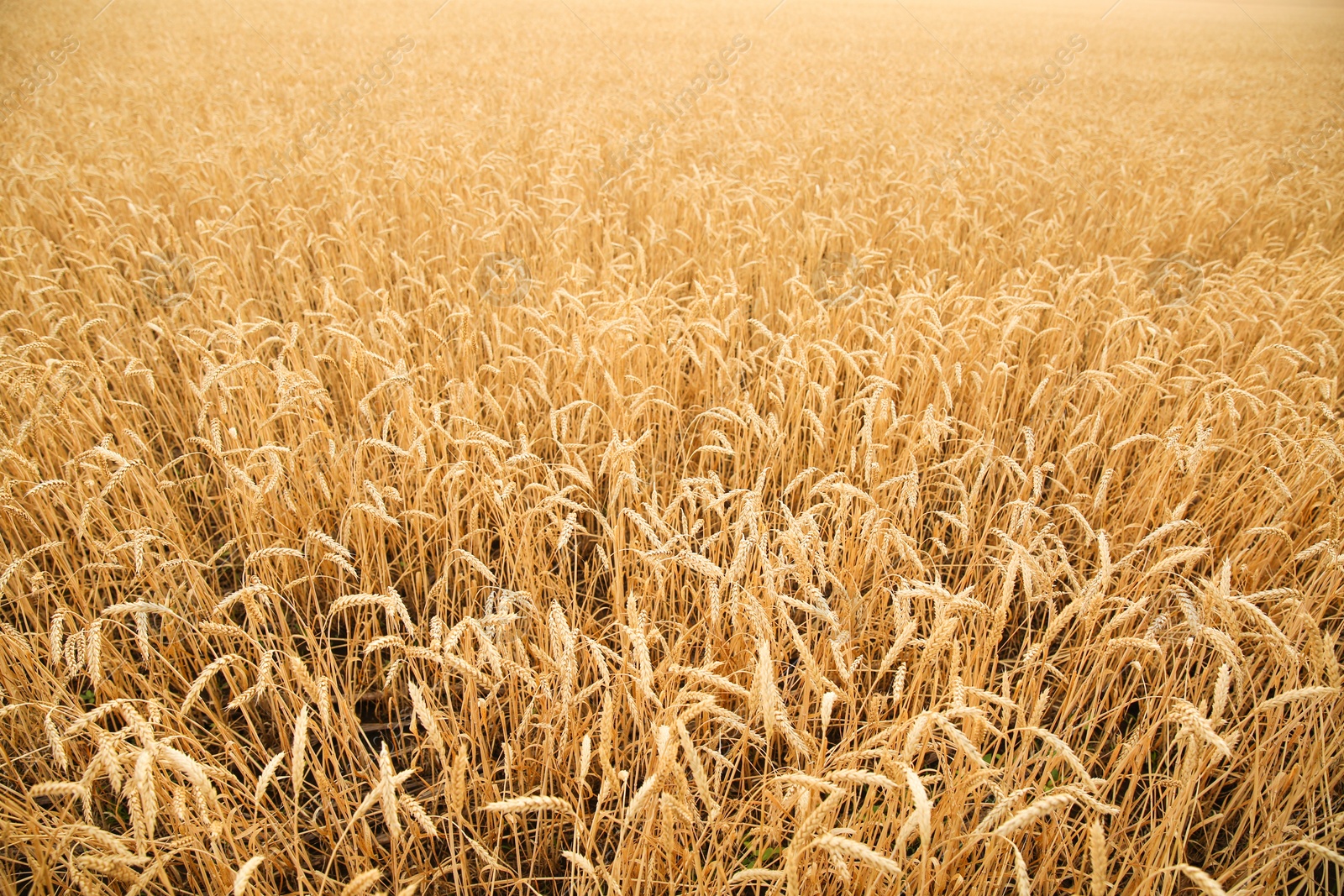 Photo of Wheat grain field on sunny day. Cereal farming