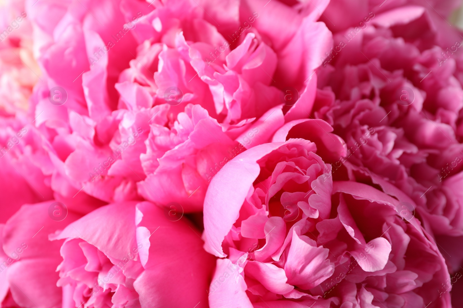 Photo of Closeup view of beautiful pink peony flowers