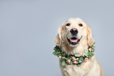 Photo of Adorable golden Retriever wearing wreath made of beautiful flowers on grey background, space for text