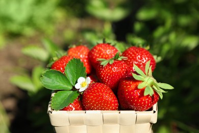 Basket of ripe strawberries in field on sunny day, closeup