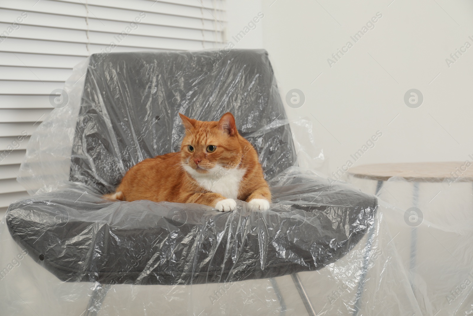 Photo of Cute ginger cat resting in armchair covered with plastic film indoors