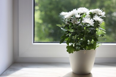 Photo of Beautiful potted chrysanthemum flowers on white window sill indoors. Space for text