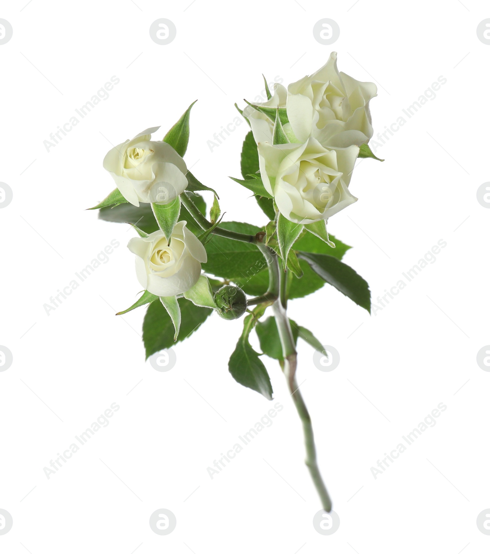 Photo of Beautiful blooming rose flower isolated on white