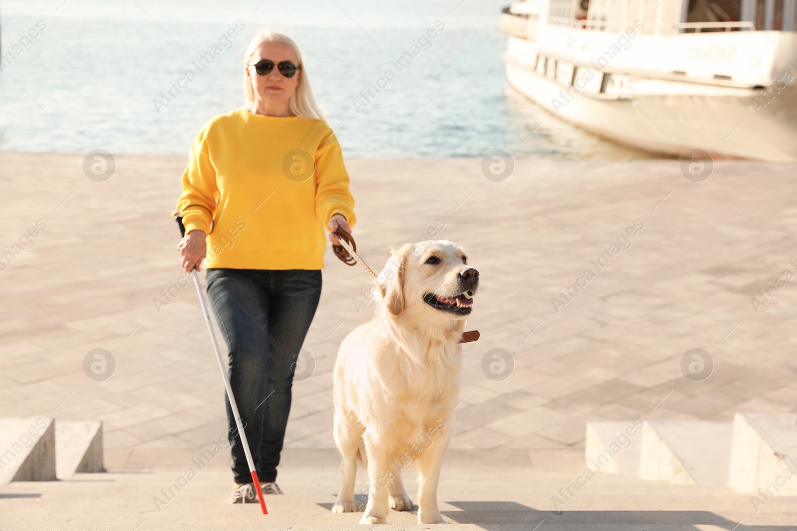 Photo of Guide dog helping blind person with long cane going up stairs outdoors