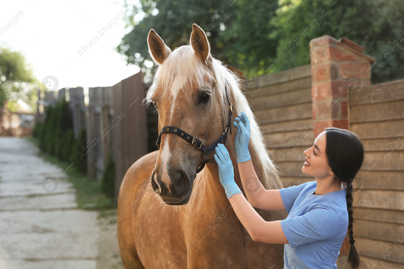 Photo of Veterinarian with adorable horse outdoors. Pet care