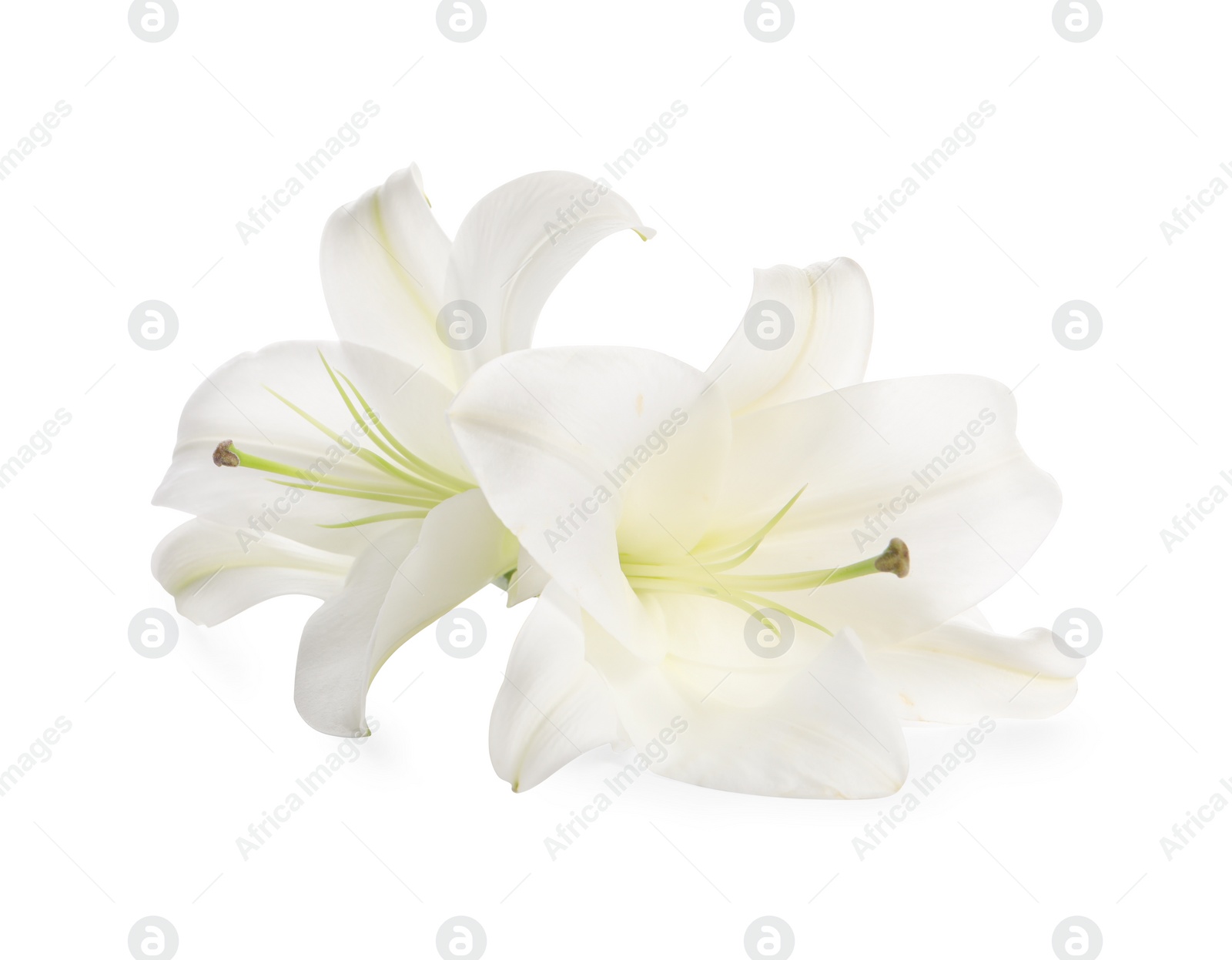 Photo of Beautiful fresh lily flowers isolated on white