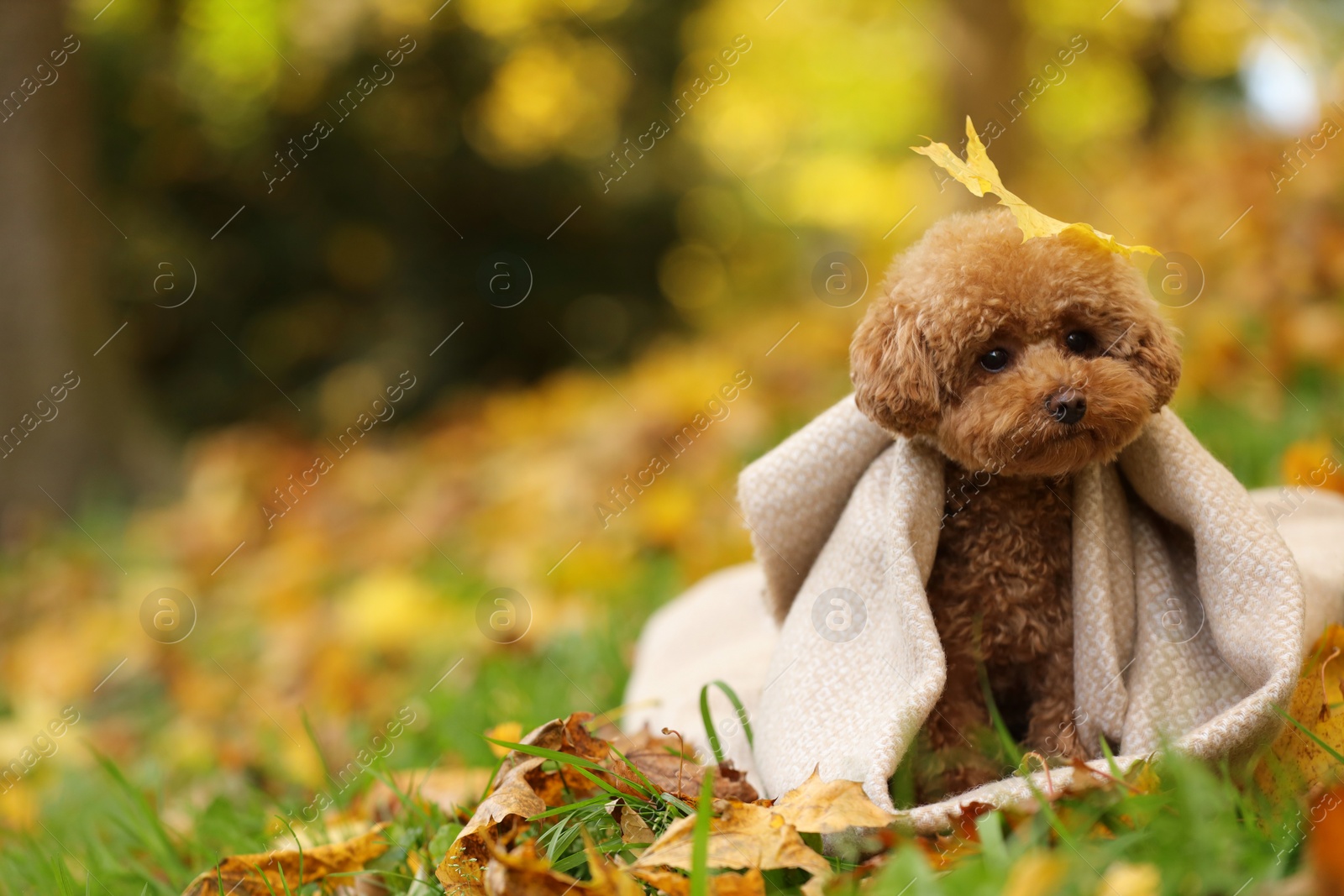 Photo of Cute Maltipoo dog wrapped in blanket in autumn park, space for text