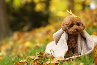 Cute Maltipoo dog wrapped in blanket in autumn park, space for text