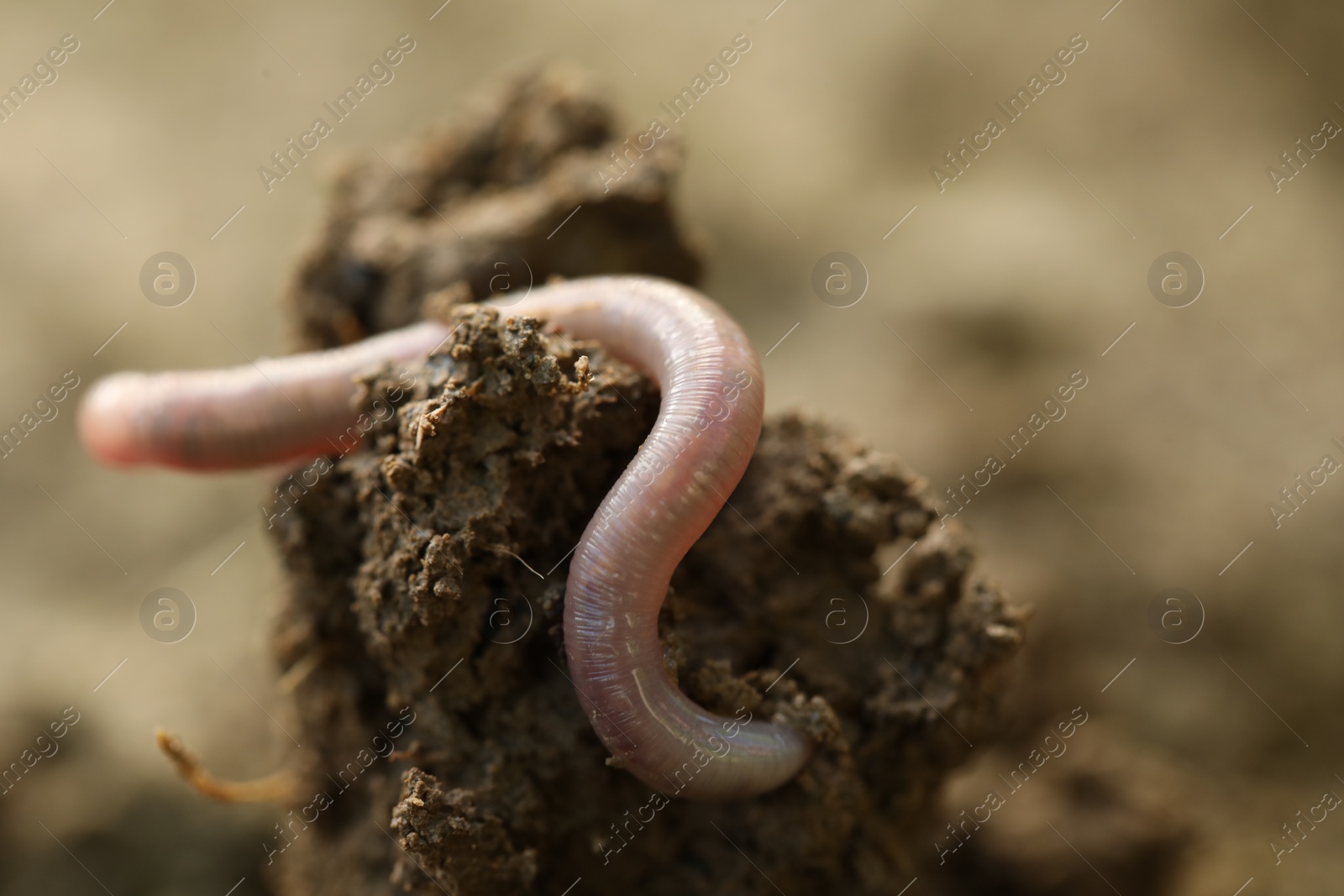 Photo of One worm in wet soil, closeup. Terrestrial invertebrates