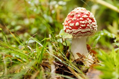 Photo of Fresh wild mushroom growing in forest, closeup. Space for text