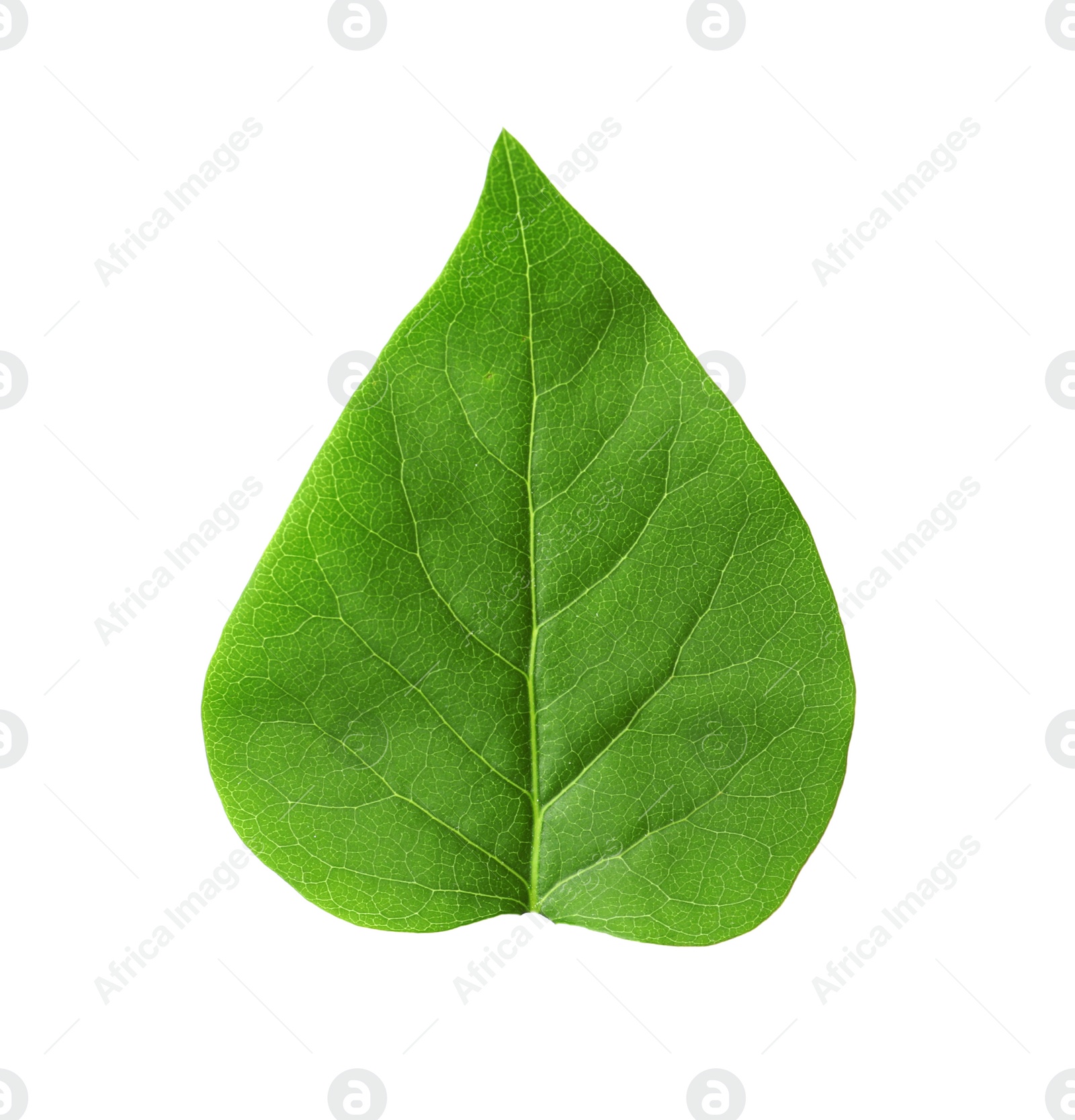 Photo of Leaf of sacred fig tree isolated on white. Buddhism concept