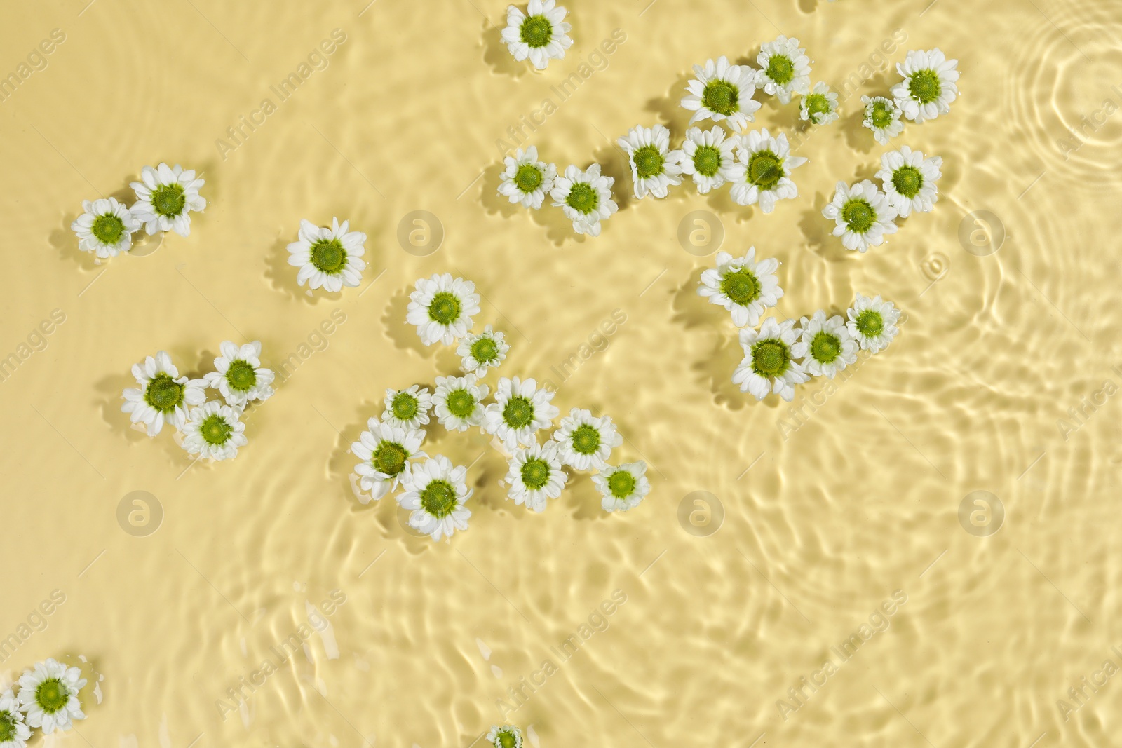 Photo of Beautiful chrysanthemum flowers in water on pale yellow background, top view