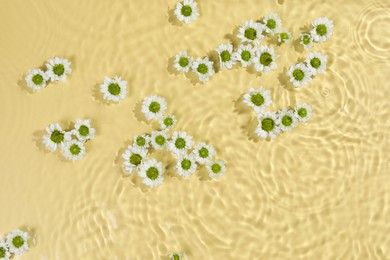 Photo of Beautiful chrysanthemum flowers in water on pale yellow background, top view