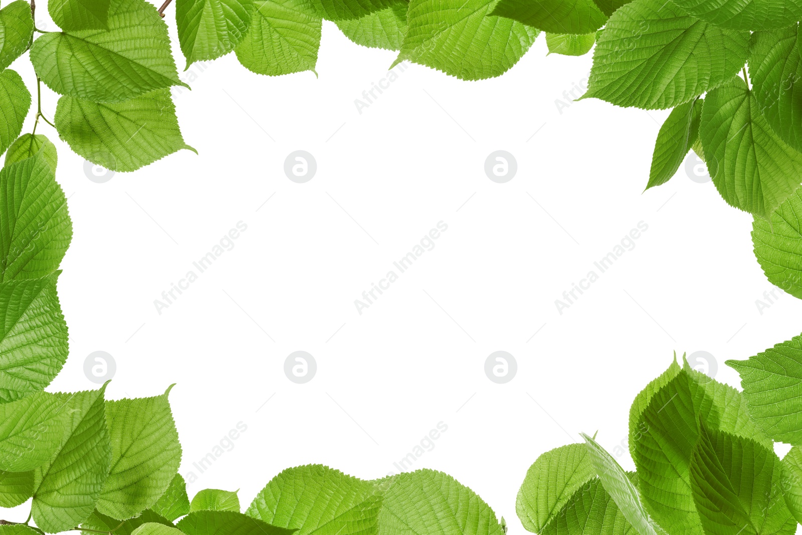 Image of Frame of beautiful vibrant green leaves on white background