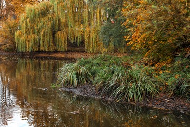 Beautiful park with yellowed trees and lake