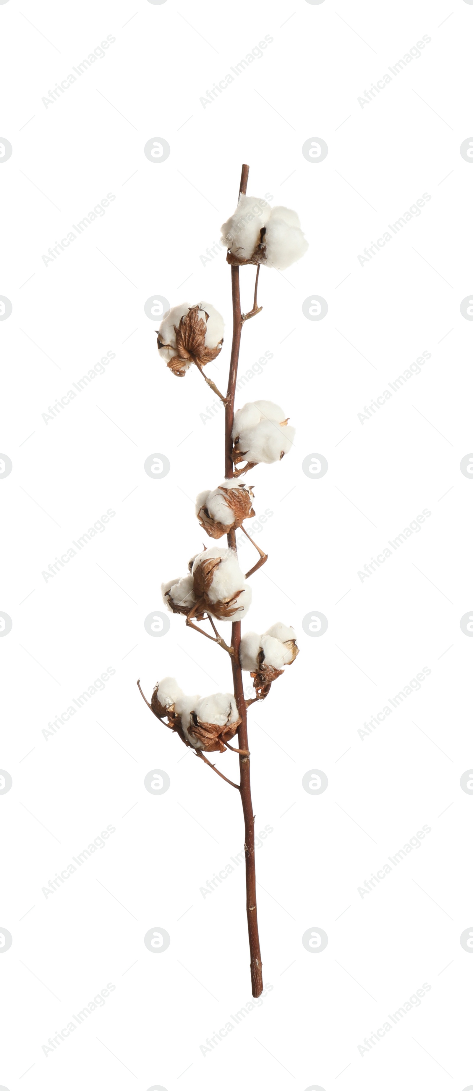 Photo of Dry cotton branch with fluffy flowers on white background