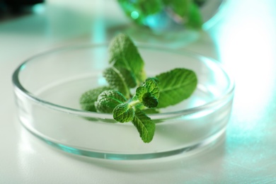 Photo of Petri dish with plant on table, closeup. Biological chemistry