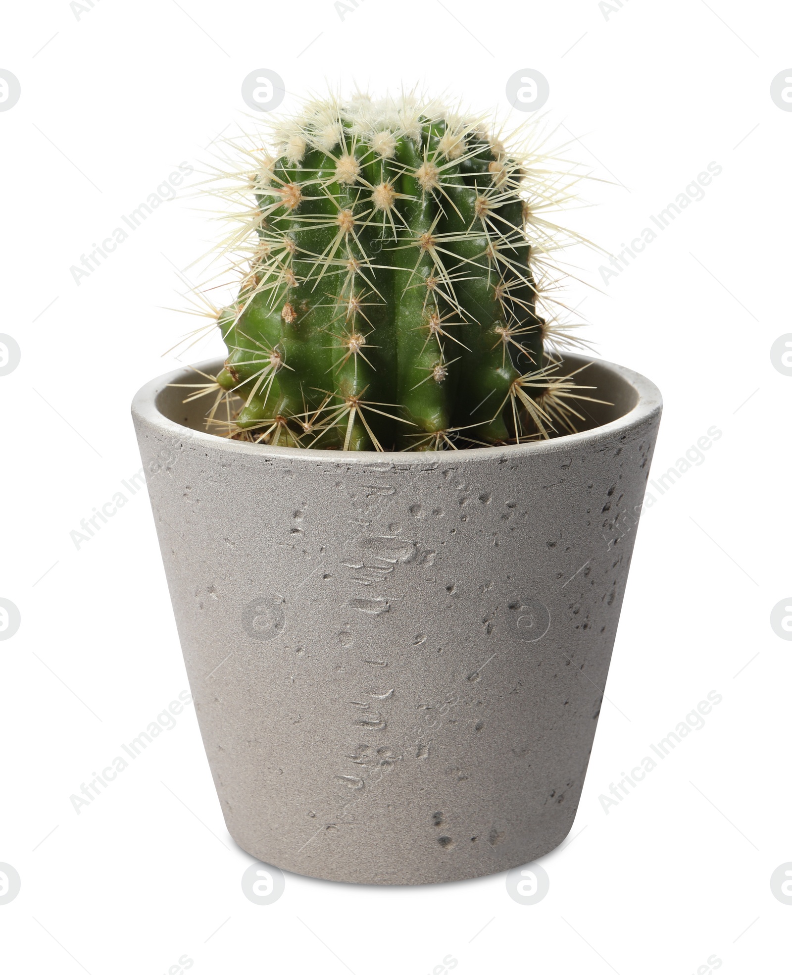 Photo of Beautiful cactus plant in pot on white background. House decor