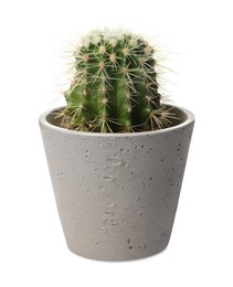 Photo of Beautiful cactus plant in pot on white background. House decor