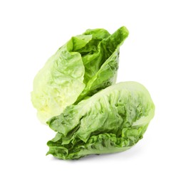 Photo of Fresh green romaine lettuces isolated on white