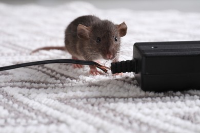 Photo of Rat with chewed electric wire on floor indoors. Pest control