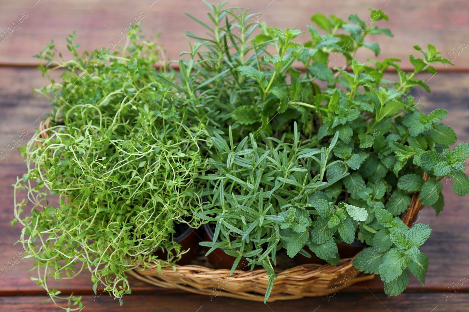 Photo of Wicker basket with fresh mint, thyme and rosemary on wooden table outdoors, closeup. Aromatic herbs