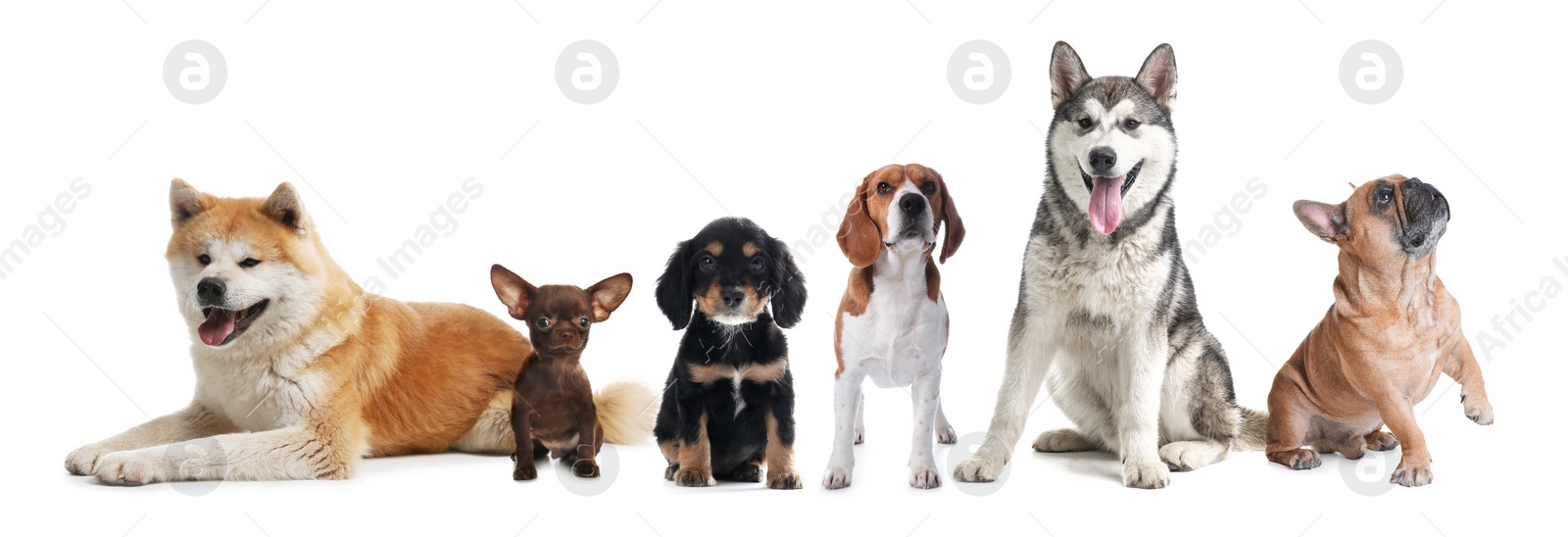Image of Group of different cute dogs on white background. Banner design