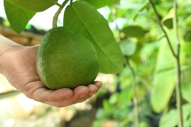 Photo of Woman picking ripe lemon from branch outdoors, closeup. Space for text