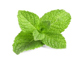 Photo of Fresh mint plant with green leaves isolated on white