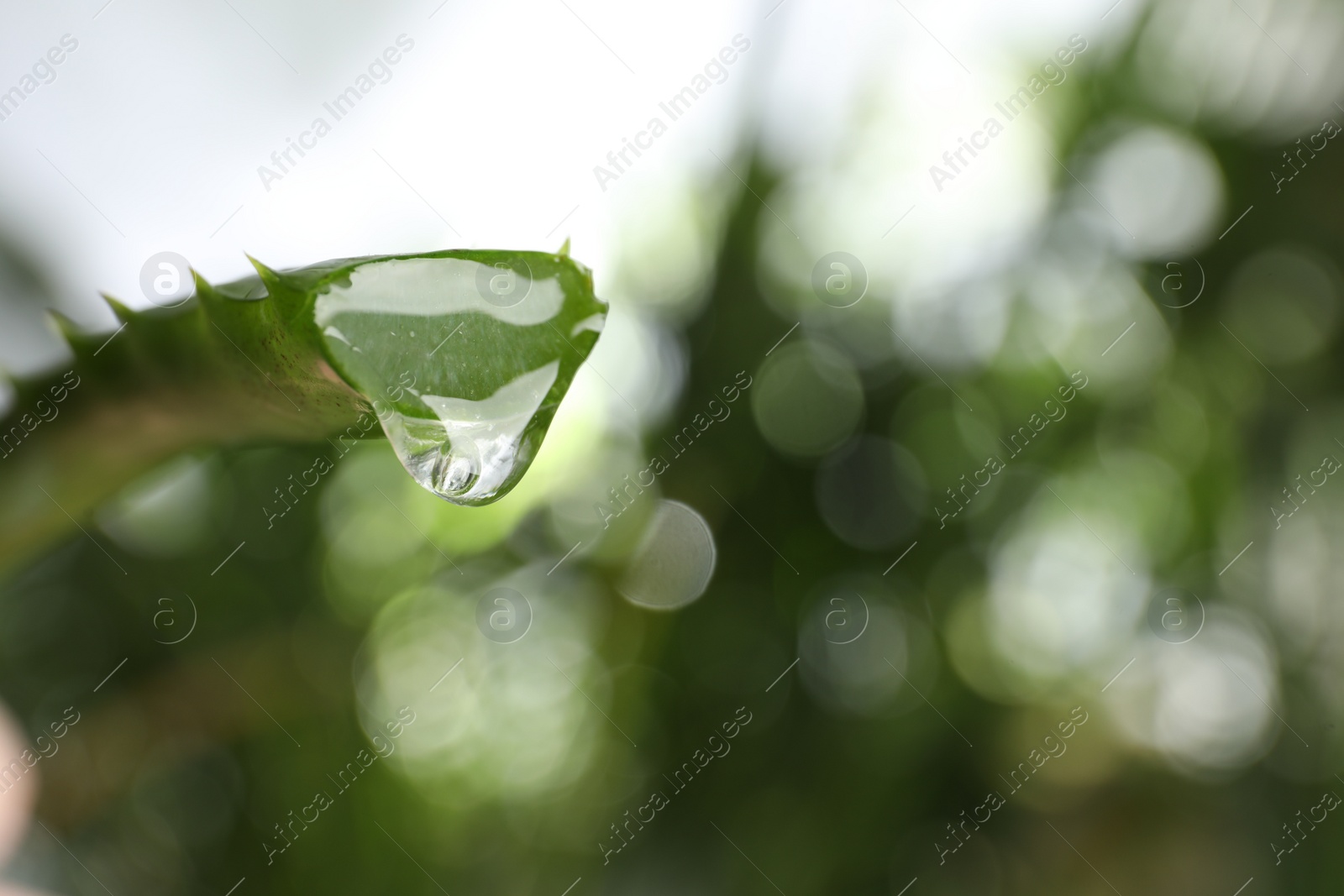 Photo of Aloe vera leaf with dripping juice against blurred background, closeup. Space for text