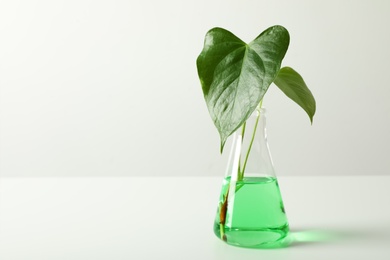 Photo of Flask with liquid and plant on white background. Chemistry concept