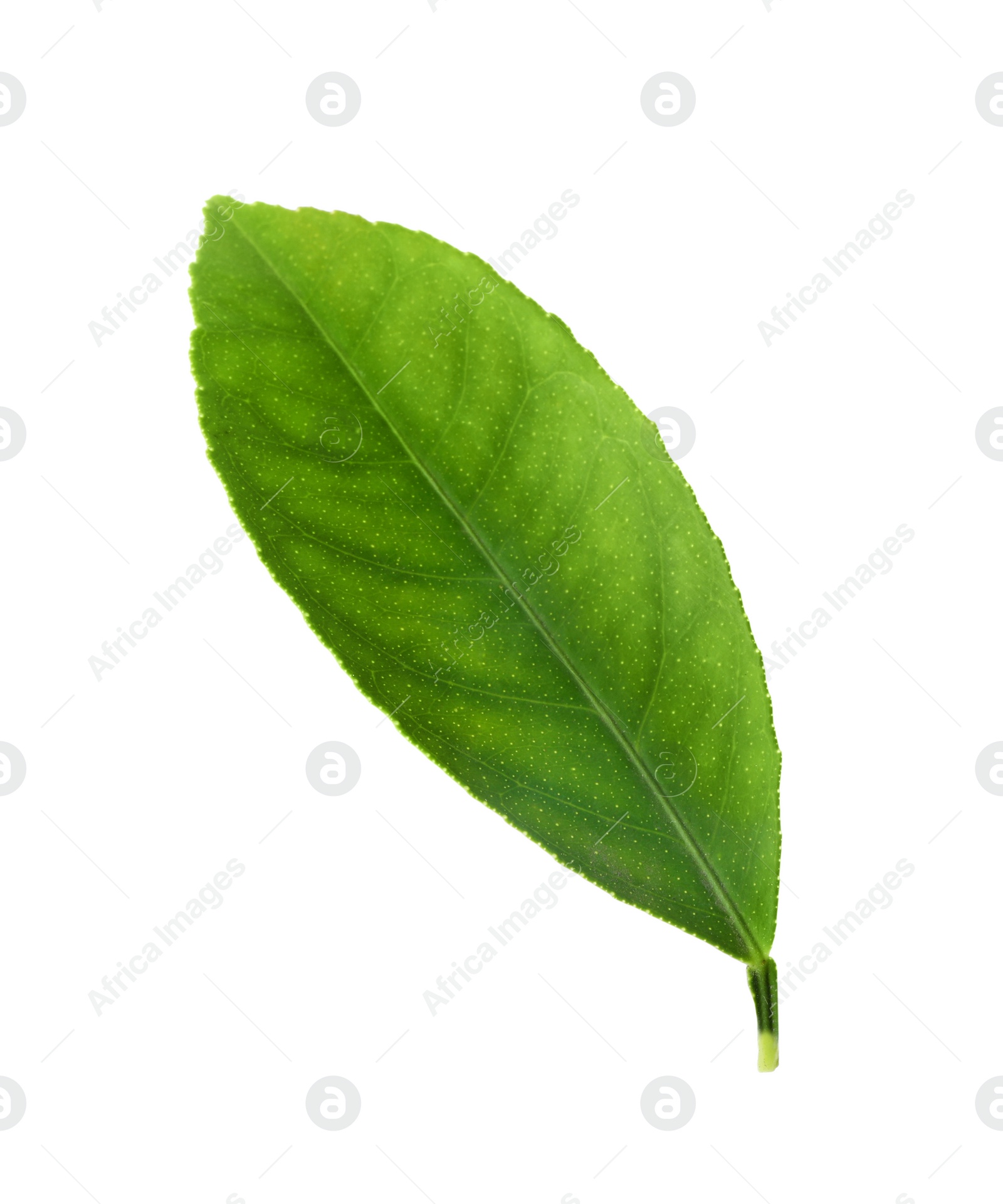 Photo of Fresh green citrus leaf isolated on white