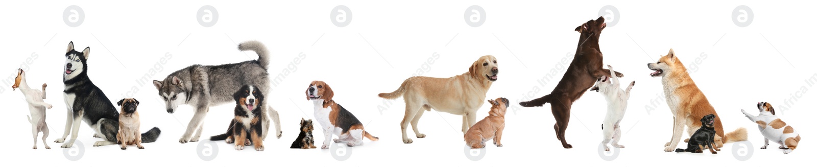 Image of Collage with different dogs on white background. Banner design