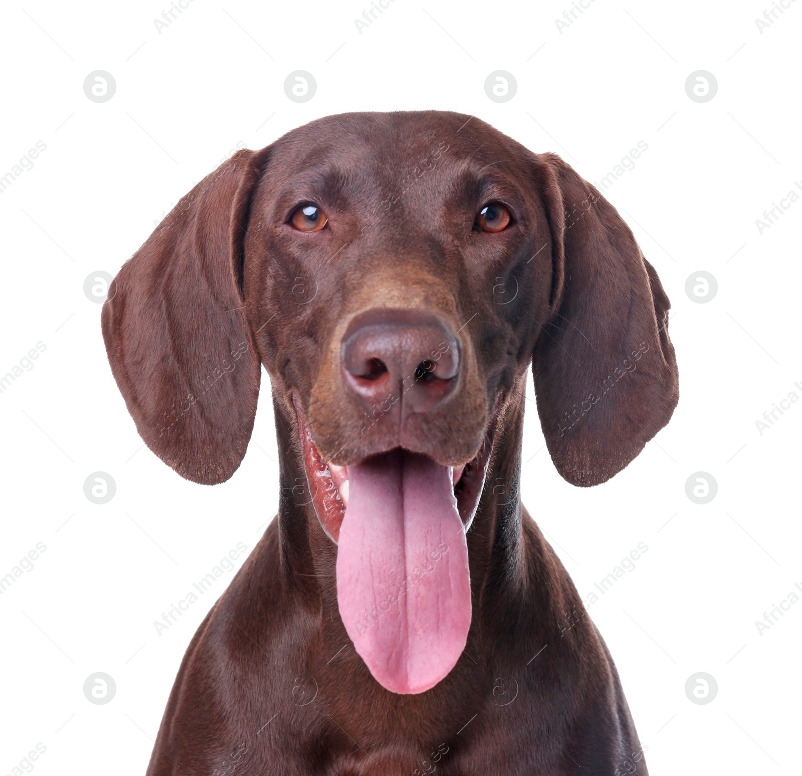 Photo of German Shorthaired Pointer dog on white background