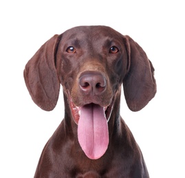 Photo of German Shorthaired Pointer dog on white background