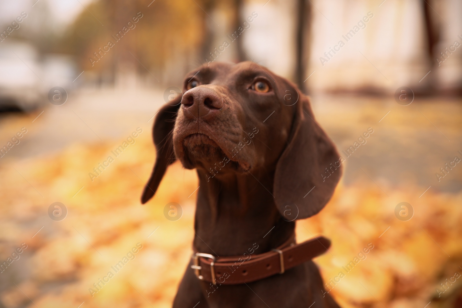 Photo of Cute German Shorthaired Pointer in park on autumn day