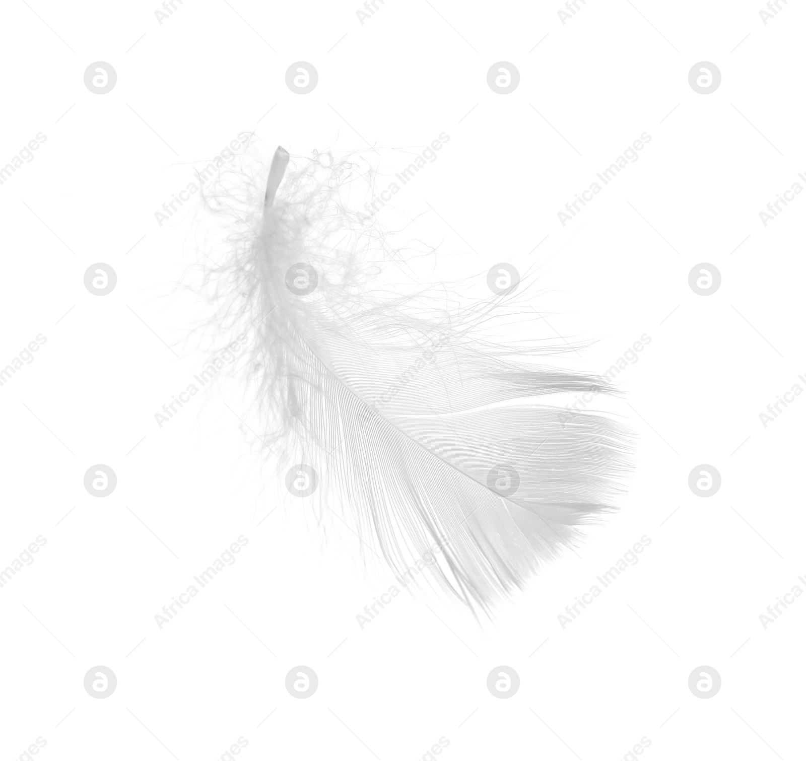 Photo of Beautiful fluffy bird feather isolated on white