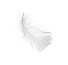 Photo of Beautiful fluffy bird feather isolated on white