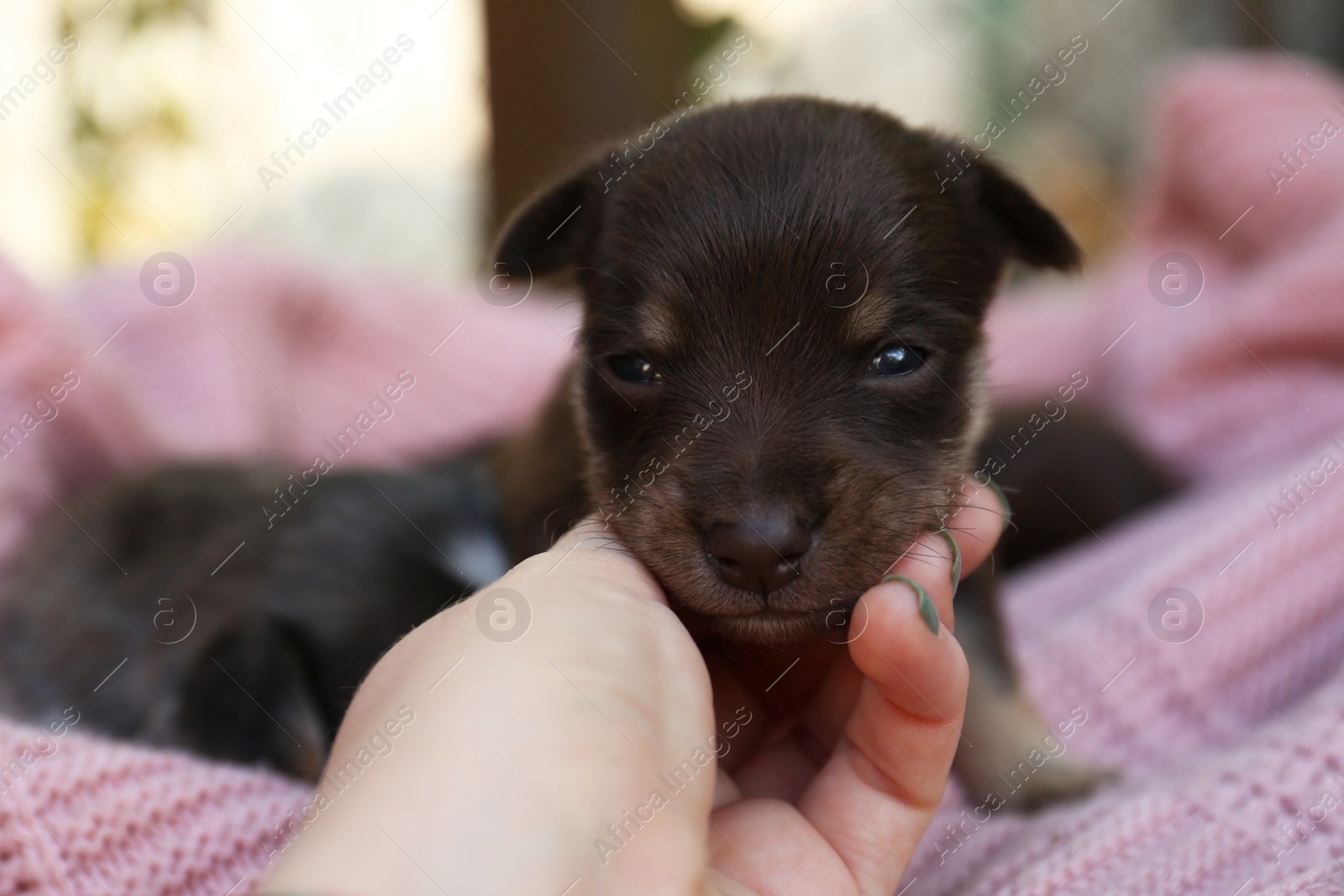 Photo of Woman with cute puppy on pink knitted blanket, closeup