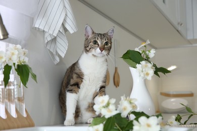 Cute cat near jasmine flowers on countertop in kitchen