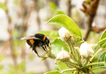 Photo of Spring blooming tree with beautiful flowers and bumblebee in park, closeup. Space for text