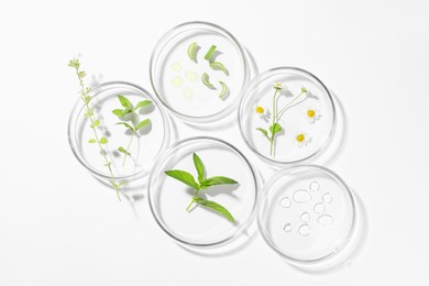 Petri dishes with different plants and cosmetic product on white background, top view