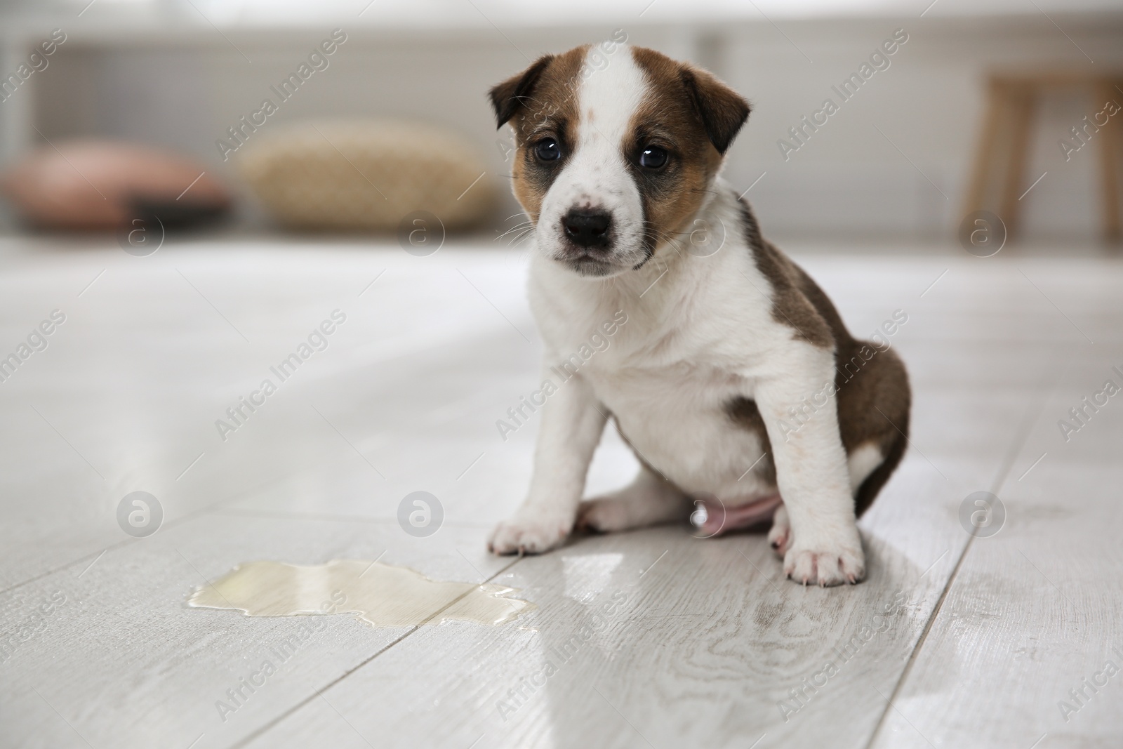 Photo of Adorable puppy near puddle on floor indoors