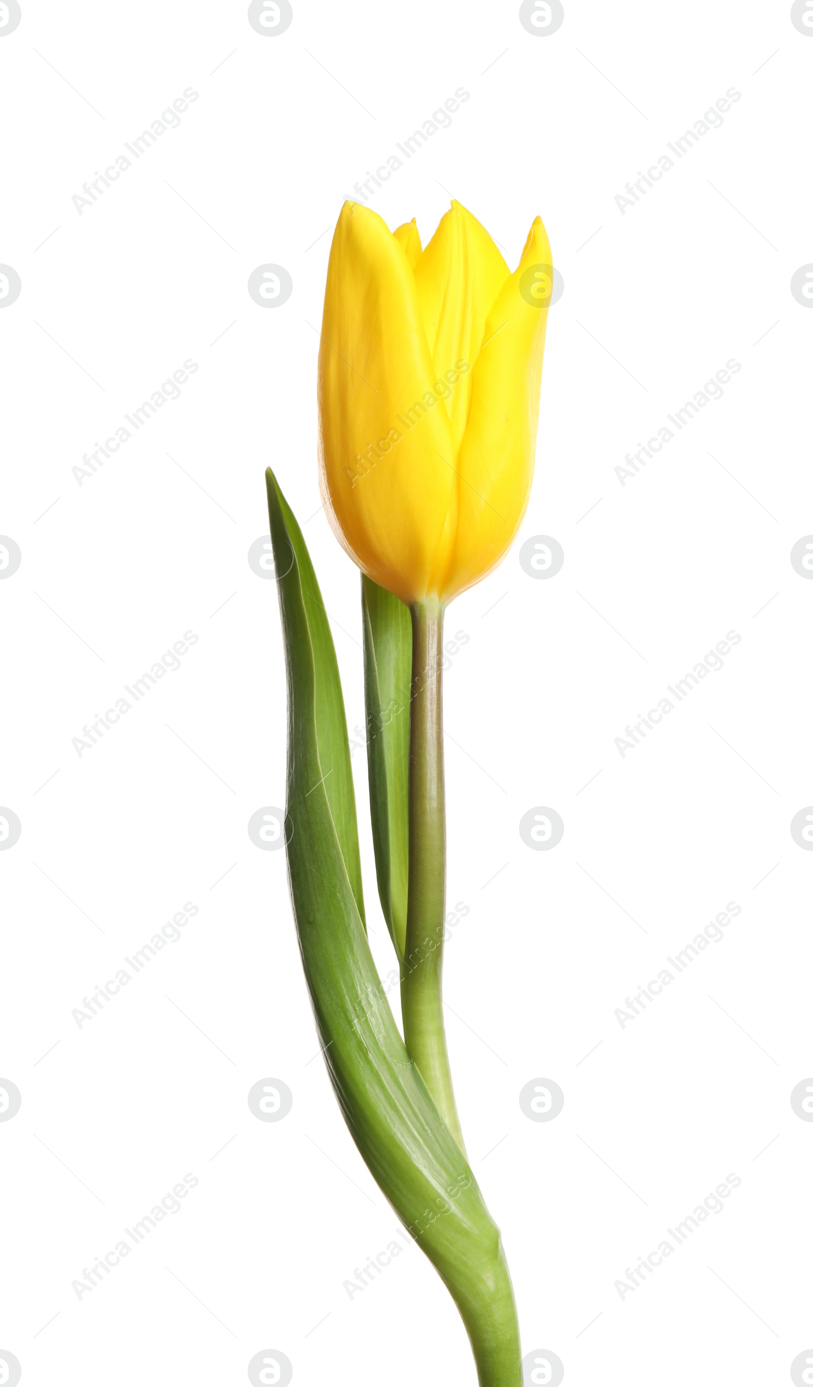 Photo of Beautiful tender spring tulip isolated on white