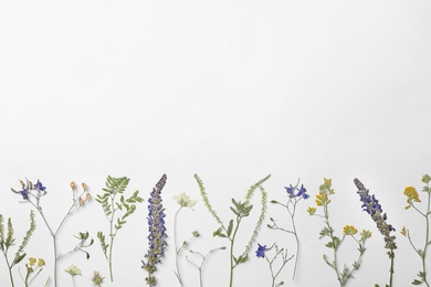 Wild dried meadow flowers on white background, top view